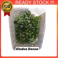 PROMO 🔥READY STOCK ITEM🔥 Egeria Densa (Aquatic Plant / Aquarium)