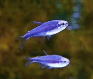 【成崧水族】超級藍國王燈 超級藍國王燈魚 燈科魚 觀賞魚