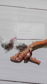 batu mustika cincin black coral Marjan bertuah ring 8