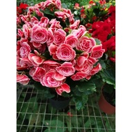 Begonia Rose (海棠玫瑰) 🌺🌺🌹🌹🌹🌹