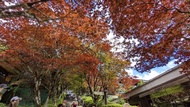 宜蘭旅遊｜紫葉槭火紅如楓~太平山森林浴.原始林步道.全球最美見晴步道一日｜大人囝仔