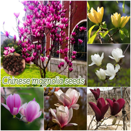 ปลูกง่าย เมล็ดสด100% เมล็ดพันธุ์ แมกโนเลีย บรรจุ 30เมล็ด Mixed Chinese Magnolia Seed ดอกไม้หอม เมล็ดดอกไม้ บอนสีราคาถูก เมล็ดบอนสี ต้นไม้มงคล บอนสี ดอกไม้ปลูกสวยๆ เมล็ดพันธุ์ดอกไม้ ไม้ประดับ พันธุ์ดอกไม้ ดอกไม้ปลูก แต่งบ้านและสวน Flower Seeds for Planting