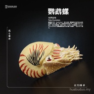 Parrot Snail Child Children German Gift Right Angle Stone Toy Ornaments Animal Model Simulation Anim