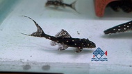 Pleco L155/Live Fish/Pleco/Freshwater/Adonis Pleco 蝙蝠侠异型/活鱼/异型鱼(Sin Quan Aquaculture Enterprise)