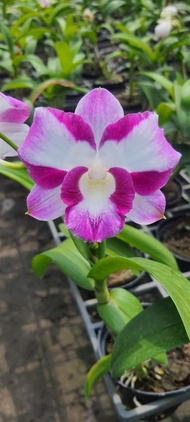 [Giá hủy diệt] lan denro lai catleya giống mới bông bự đẹp cây tơ sắp hoa f12