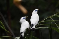 Bali: Visit Jungle Hopper with Safari Ride & Transfers
