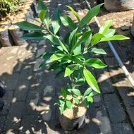 Bay Leaf / Daun Salam Plant: Grow Your Own Bay Leaf Garden!