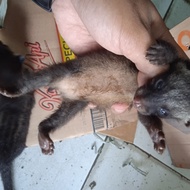 musang pandan ekput Berkualitas