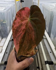 Bibit Bonggol Anthurium Variegata H065 / Kuping Gajah Hybrid Import