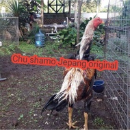 telur ayam Bangkok Chu shamo Jepang original