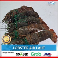 LOBSTER AIR LAUT 1kg Up isi 5 ekor/Lobster air laut segar harian