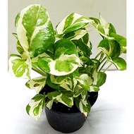 Epipremnum variegated Njoy /Money plant