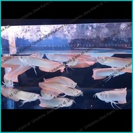 PROMO ikan arwana silver brazil