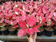 TN Aglaonema red anjamani