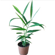 Ginger Plant in plastic pot of 15cm diameter, easy to grow and hardy