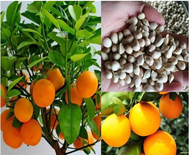 Orange Seeds Orange Tree Seeds Bonsai Fruit Seeds Home Garden Decoration Supplies
