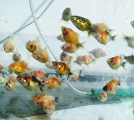 Bibit ikan mas koki mutiara tikus