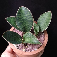 綠寶鏡 3株 虎尾蘭 連陶盆  寶扇 Sansevieria  Whale Fin Masoniana  Snake plant 易種/耐陰  生長緩慢 多肉植物 連花盆 小型盆栽 Potted   