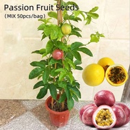 20pcs Yellow &amp; Red Passion Fruit Seeds Benih Pokok Buah Benih Bunga Biji Benih Sayur Sayuran