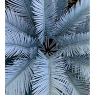 Cycas Cairnsiana Rare