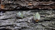 空氣草 Tillandsia brachyphylla