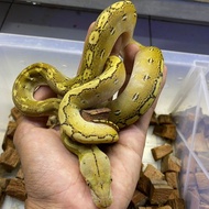 retic phantom platinum