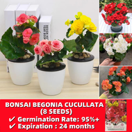 Bonsai Begonia Seeds Easy To Grow in Philippines - 8 Seeds Assorted Colors Begonia Cucullata Flower Seeds for Gardening Flowering Plants Seeds for Planting Flowers Bonsai Tree Live Plants for Sale Real Plants Indoor Plants Balcony Potted Flower Seedlings