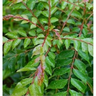 Pokok Kari urat merah paling wangi cooking herbs herba rempah masakan real plant herbs