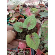 Theparak Hijau Thai Caladium