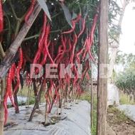 Diskon Benih Cabe Awe Aceh Bibit Cmk Cabai Merah Keriting 10 Gram