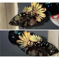 Joss Sesuai Foto Ikan Cupang Avatar Gold Kuning Copper Top Grade