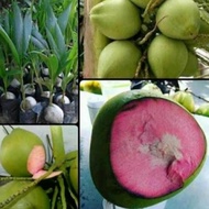best bibit tanaman kelapa wulung asli kelapa wulung super genjah murah