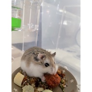 [Local Stock] Hamster treats