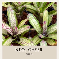 Bromeliad neo. cheer