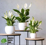 Paket 3 Tanaman hias peace lily - spatuphilum peace lily siap berbunga
