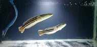 Ikan Toman Channa Micropeltes Ikan Hias Ikan Predator