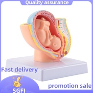 Human Pregnancy Fetal Development 9Th Month Embryonic Pelvic Model Fetus Foetus Pregnancy Anatomy of