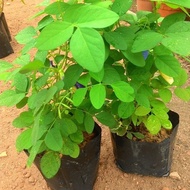 🌿🔥Anak pokok Bunga Telang (Berpolibeg)