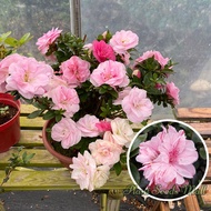 [Easy To Grow] High Quality Seedings 50pcs Rhododendron Seeds Azalea Plant Seed Gardening Flower See