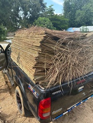 หลังคา หญ้าคามุงหลังคา หญ้าคา ตับหญ้าคา มุงหลังคา ความยาว155 กว้าง40-50cm มุงฟาร์มไก่ ฟาร์มเห็ด หรือ