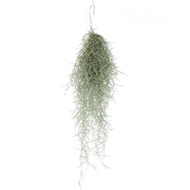 Big Spanish moss / Air Plant / Janggut Adam / Tillandsia Usneoides / 老人须空气植物 FINE SILVER 银色