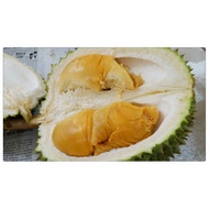 Anak Pokok Durian D13 Golden Bun