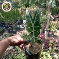 keladi amazon tanaman alocasia keladi amazon keladi caladium amozona