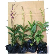 Paket murah 4 anggrek dendrobium -tanaman hidup Tanaman Hidup-,Bunga