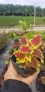 TSC - Coleus King Crab Cuttings / Keratan Batang Ati-ati king crab