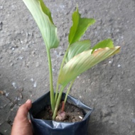 Anak benih Kunyit hitam halia merah