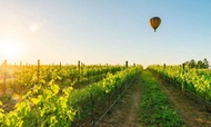 Balon Udara Hunter Valley dengan Sarapan di Peterson House