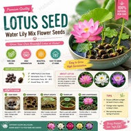 🔥Ready Stock🔥 Bowl Lotus Seed Water Lily Mix Flower Seeds Bonsai Pot Garden Plant Dwarf Benih Lotus