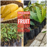 Anak pokok Durian Musang King/Raja Kunyit (D197) M size-Fruit Nursery Malaysia