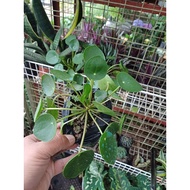 Chinese money plant((pilea))